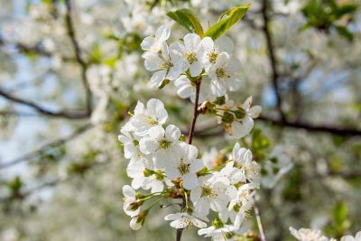 white flower tree