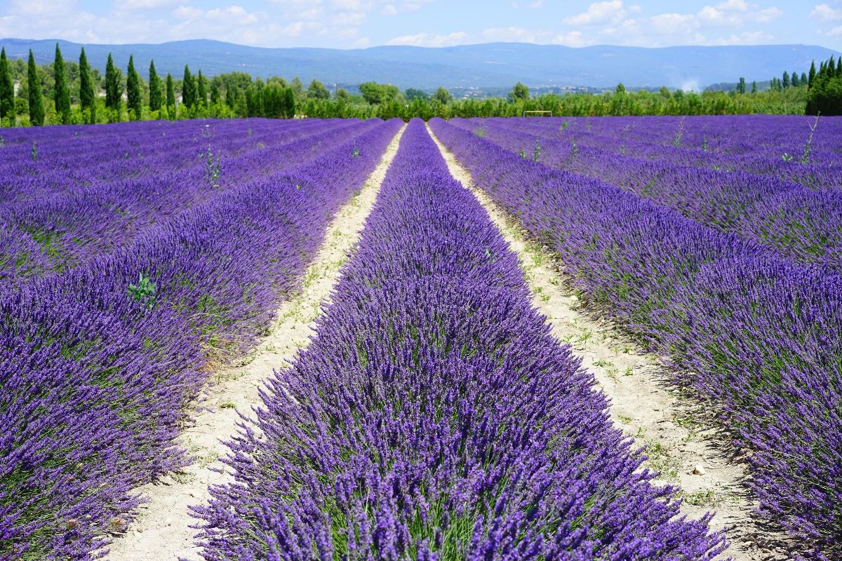 From Lavender Fields in Wallpaper Wizard — HD Desktop Background With