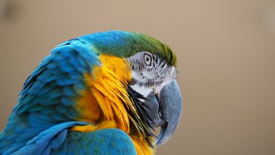 blue macaw parrot