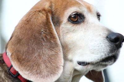 beagle with a red collar