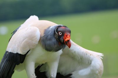 big eyed bird in a field