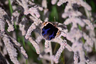 royal beautiful blue butterfly