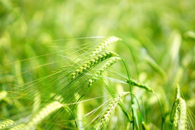 green wheat growing in a summer field