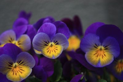 vibrant purple flowers with shadows