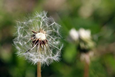 dead dandilion