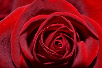 close up red rose