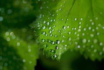 water droplets on a leaf