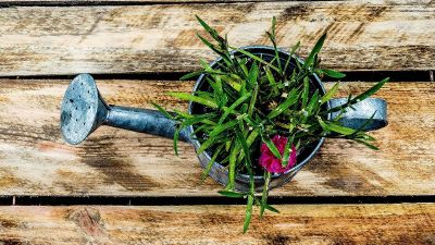 plant in watering can