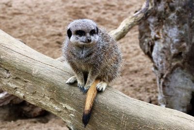 meerkat sitting on a log