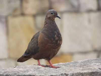 brown dove