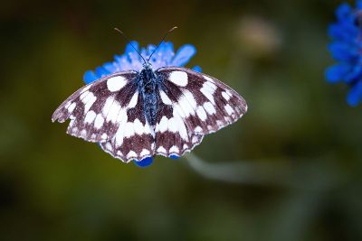 butterfly on blue flower