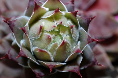 close up of spiky flower