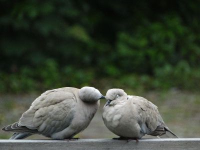 two pigeons