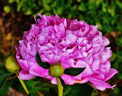 bright pink peony