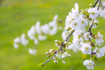 white flowers on a tree