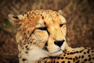 cheetah roaring face