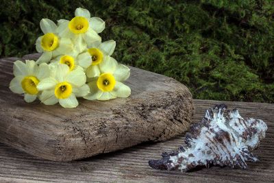 white flowers on a rock