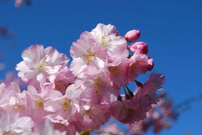 flower in front of blue sky