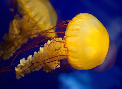 floating jellyfish