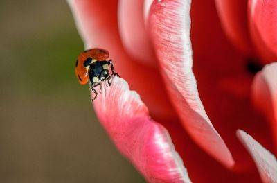 ladybug on a flower