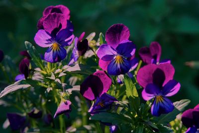 blue and purple flowers