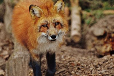 wild fox