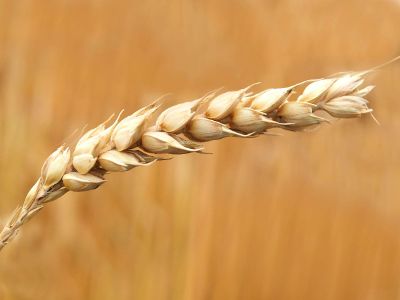 close up view of wheat