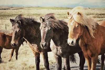 horses with their winter coats