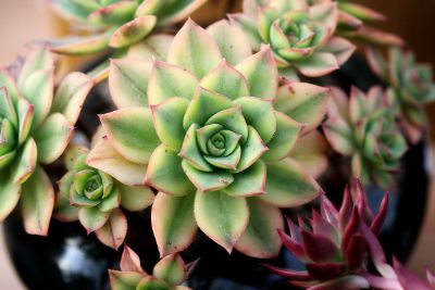 potted cacti