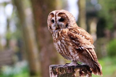 focused phot of owl