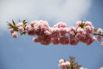 flowers blooming on a tree
