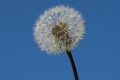 dandelion against a blue sky