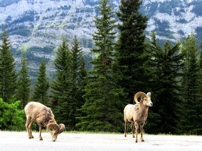 yaks in the mountains