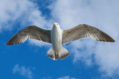 clear picture of a bird flying