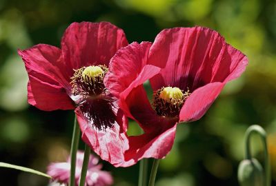 two pink flowers with open petals