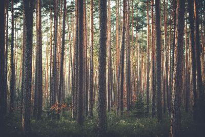 woods of skinny trees