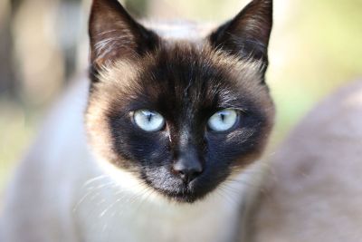 mugshot of a cat