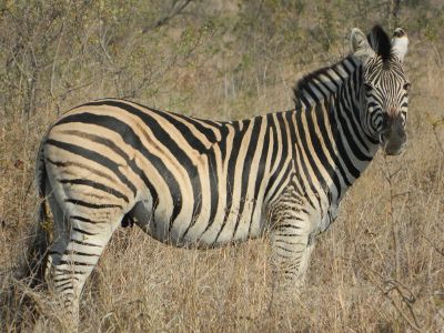 striped zebra