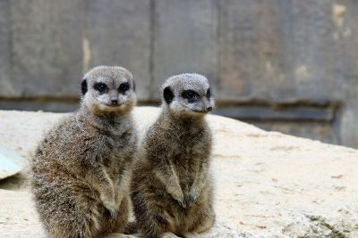 meerkats on a rock