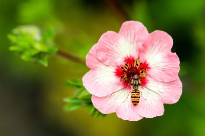 bee pollinating flower