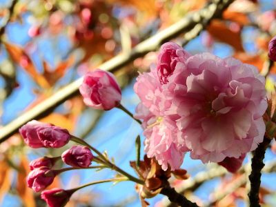 flowers from tree