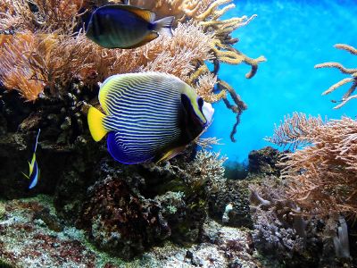 tropical fish swimming in a reef