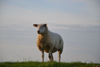 a white sheep