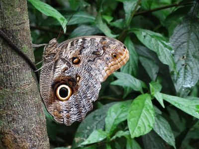 brown butterfly on tree