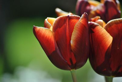 orange tulips with green background