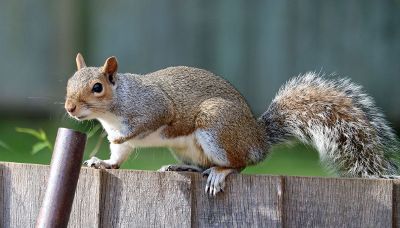 squirrel on fence