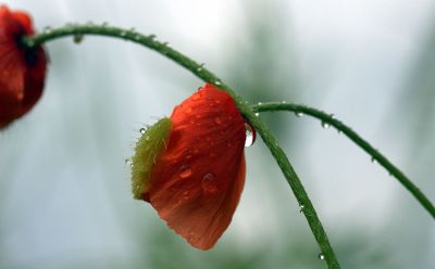 dew weighing down red flowers