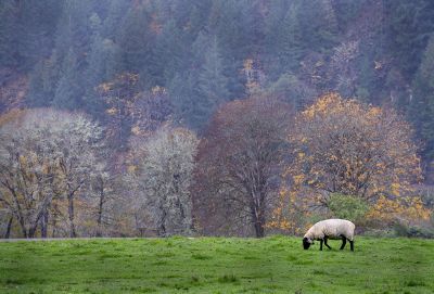 wild sheep eating grass