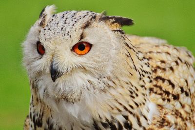 spotted owl