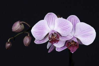 white orchid blooming